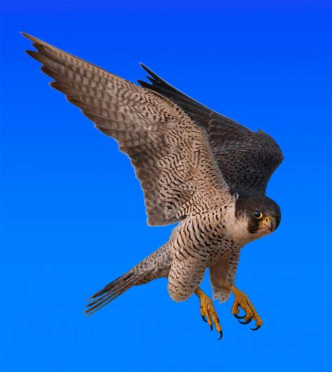 Pilgrim Falcon. Digital. by jackkaminski on DeviantArt
