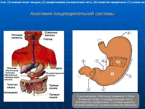 Презентация Анатомия физиология человека