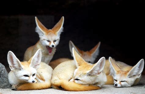 Fennec Fox Facts (Vulpes zerda)