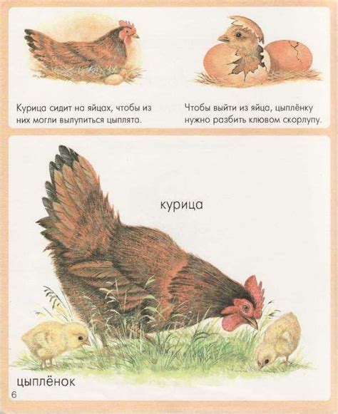Животные в картинках | Животные, Книга о животных, Картинки