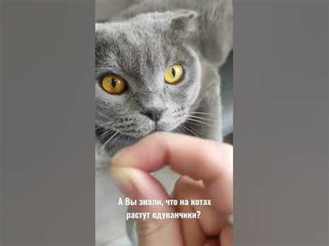 кот одуванчик - YouTube