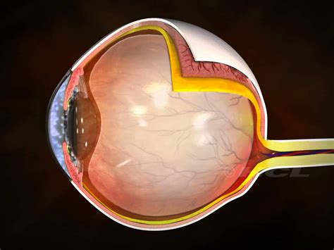 Diagram of Eye Cross Section | Quizlet