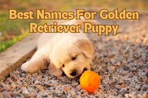 top  unique golden retriever names  havent heard