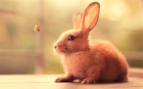 cute bunny wallpapers wallpaperscom