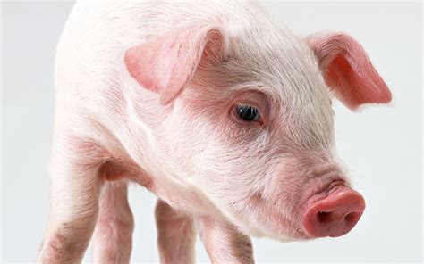 Picture Domestic pig Animals White background