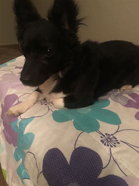 Hello, my dog is a chihuahua mixed with poodle. He is about 7/8 years old.He recently started