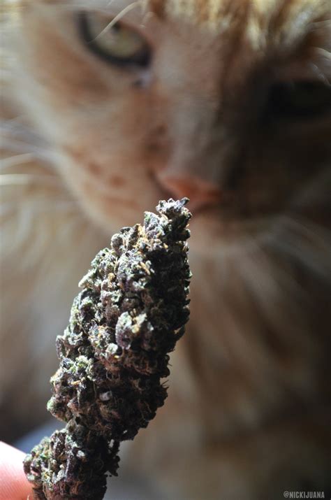 #weed-cat on Tumblr