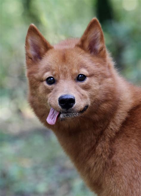 Карело-финская лайка - FINNISH SPITZ