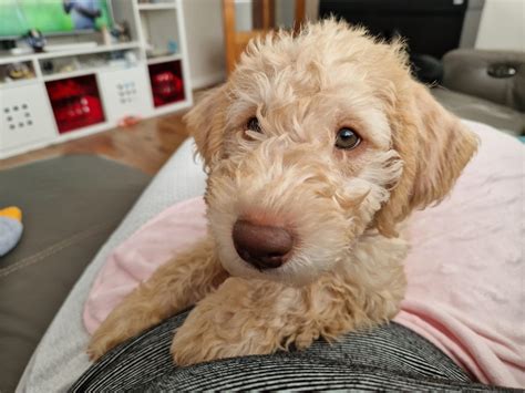 What Questions To Ask When Buying A Puppy | Puppy School
