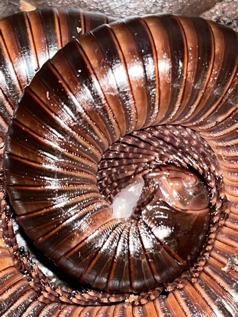 Is my millipede dying or molting?? It looks like her insides are coming