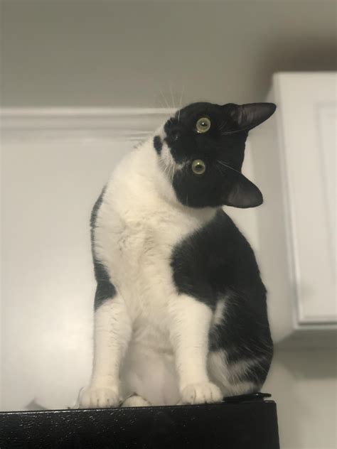 kitty error pls update system rcats