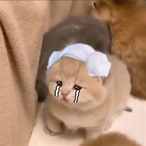 anh meme meo cute hai huoc cuoi xiu  xiu