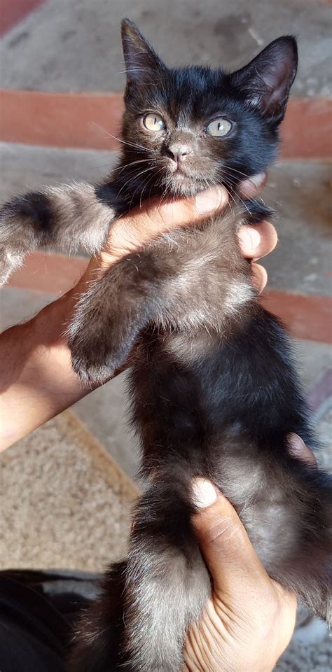 Persian Kittens Pair | 2 Months of Age - Pet Bazaar
