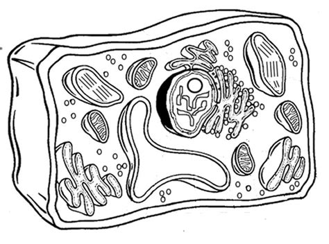 mitochondria clipart black and white 10 free Cliparts | Download images ...