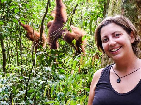 Observing the Orangutans of Sumatra in Gunung Leuser NP