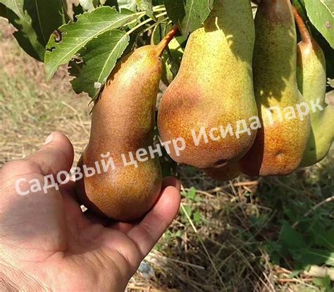 Груша Аббат Фетель саженцы купить в Москве и Подмосковье в питомнике