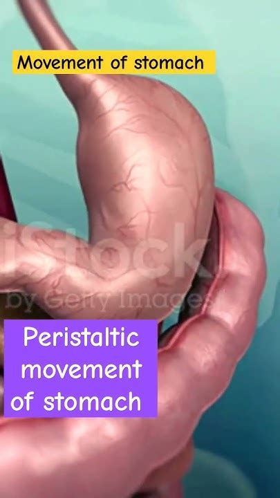 peristaltic movement  stomachshortsshort video youtube