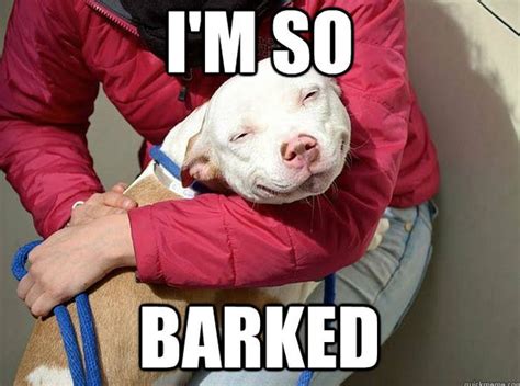 Funny Dog Memes | Fun