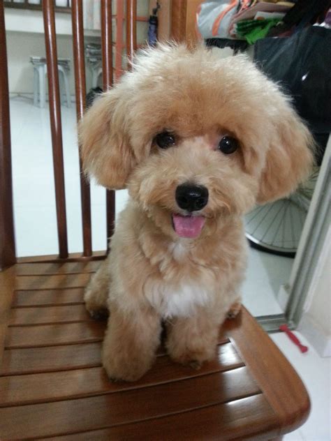 Maltipoo Teddy Bear Cut