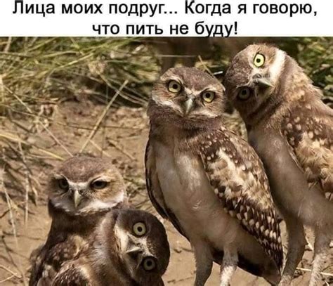 Создать мем "кроличий сыч птенец, сова сыч, сипуха и сыч" - Картинки ...
