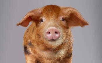 Pig kidneys can be transplanted into humans