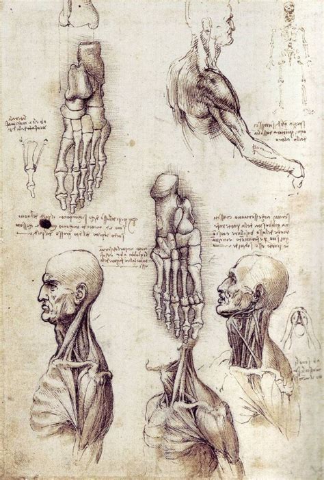 Vitruvian Man , Human Proportions, Leonardo Da Vinci Sketchbook - how ...
