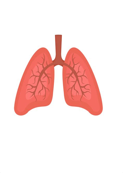 vector illustration of lungs. human body parts. respirator 17637455