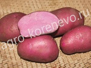 Агроцентр Коренево - продажа семенного картофеля — FloraPrice.Ru