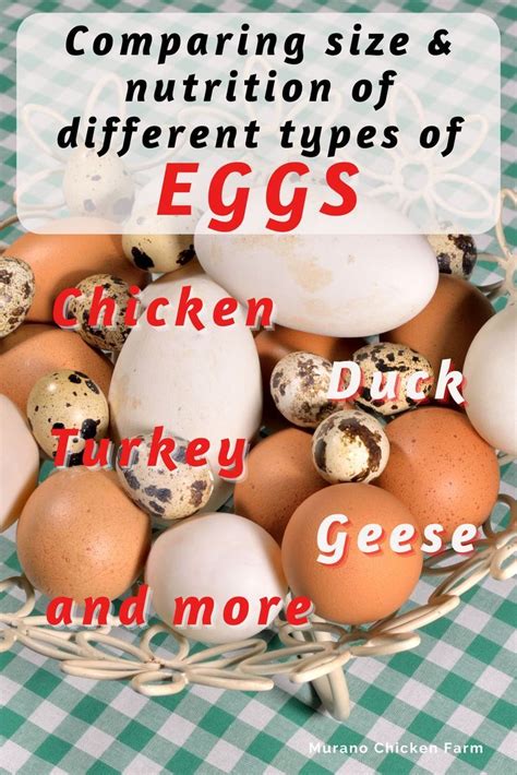 Comparing different types of eggs – Artofit