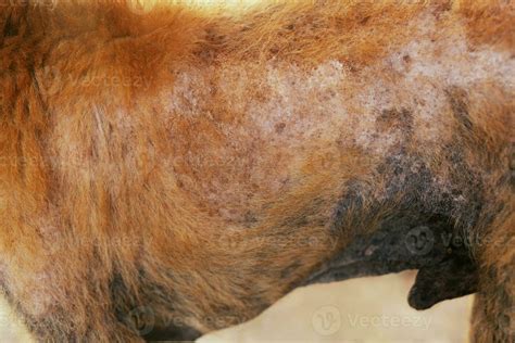Dog Skin Stock Photos, Images and Backgrounds for Free Download