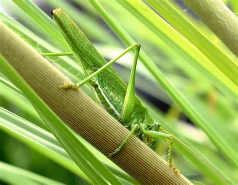 1366x768 wallpaper | green grasshopper | Peakpx