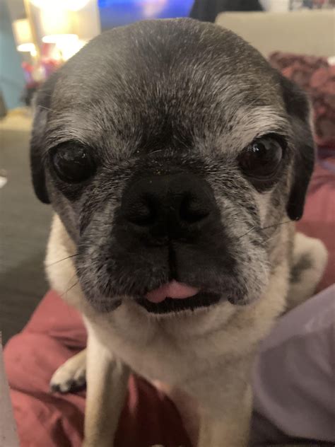 My 12 year old boy : r/pug