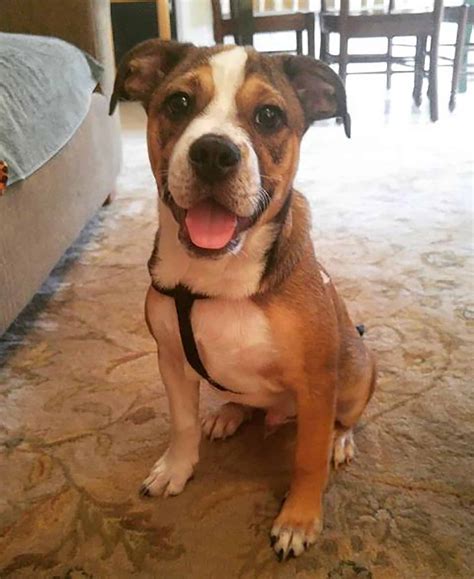 Chihuahua Bulldog Mix