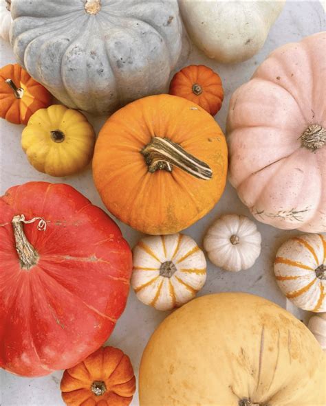 pumpkin varieties   occasion shifting roots