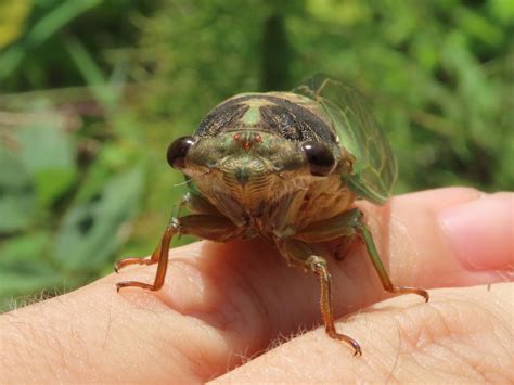 Annual Cicadas - Edisto Island Open Land Trust, South Carolina
