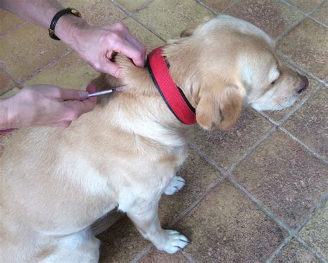 How Expensive Is Dog Insulin