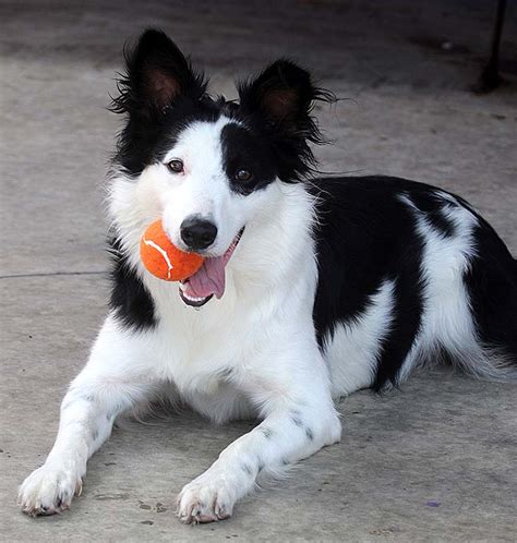 Border Collie Rescue and Adoption from Border Collies In Need - Border Collies for Adoption