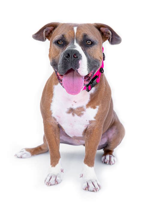 Expawsure Pet Photography | Lawton OK