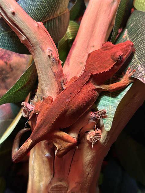 can gecko weak fast 2