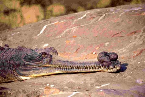 Gharial Vs Crocodile 105 Crocodiles Released Into Rapti River