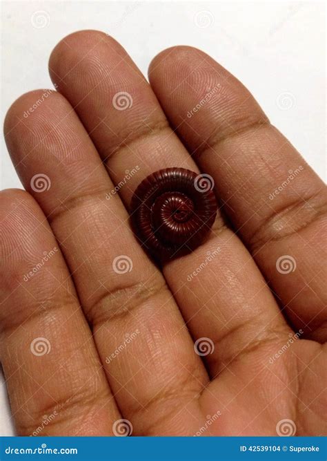 Millipede On The Hand. Millipedes, Centipede, Thousand Feet, Arthropods