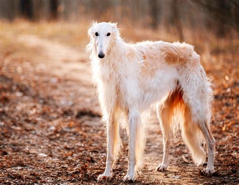 Borzoi Breed Profile: Essential Facts - Petful