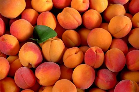 Apricot tree - Wikifarmer