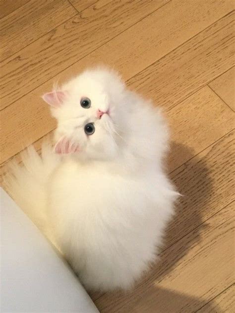Pin by Николай Александрович on КОТЫ-1. | Baby cats, Pretty cats, Cute ...