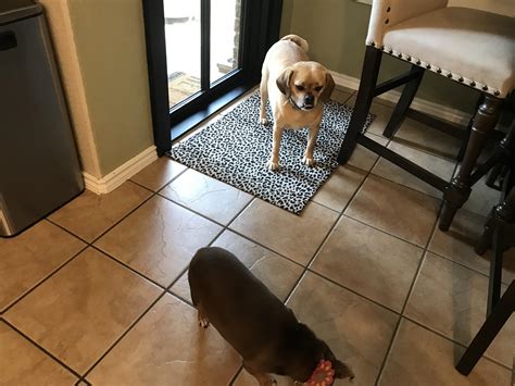 She stole his toy : r/Puggle