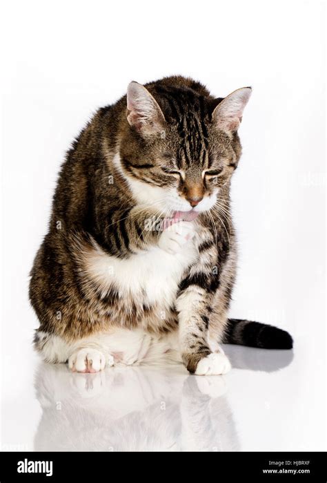 pet portrait cute pussycat cat domestic cat kitten kittens