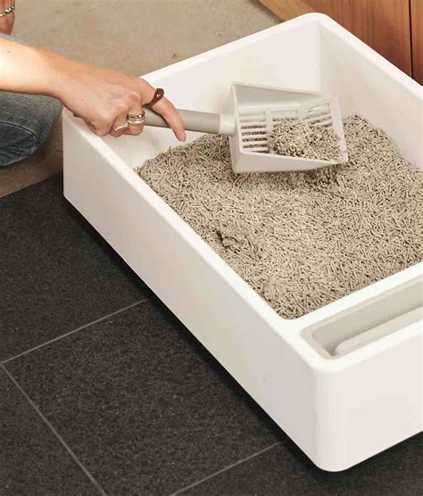 The Best Clumping Cat Litters of 2024 – Tuft & Paw