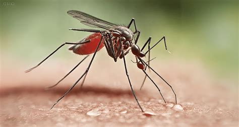 ¿Por qué los zancudos se alimentan de sangre?