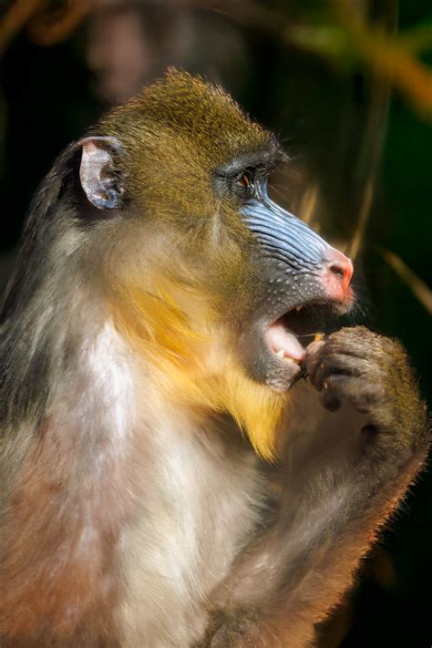 mandrill monkey  stock photo public domain pictures