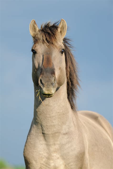 Wild Konik polski, Latvia